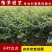 小叶女贞苗小叶女贞球水蜡树苗庭院绿化树苗园林绿化树苗