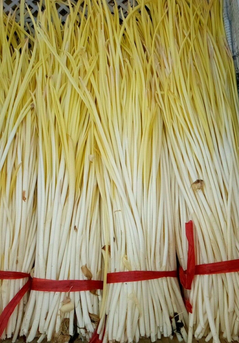 精品蒜黄，颜色金黄，产地直供，量大从优，客户至上，欢迎光