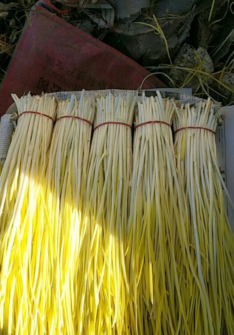 精品蒜黄，颜色金黄，产地直供，量大从优，客户至上，欢迎光