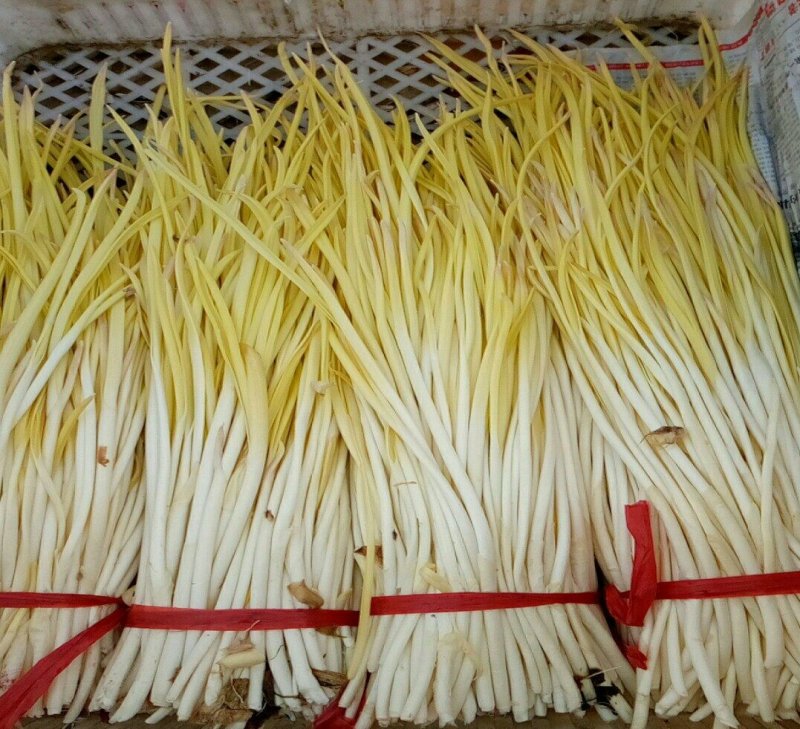 精品蒜黄，颜色金黄，产地直供，量大从优，客户至上，欢迎光