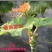 葡萄苗摩尔多瓦种苗基地直达，现挖现卖