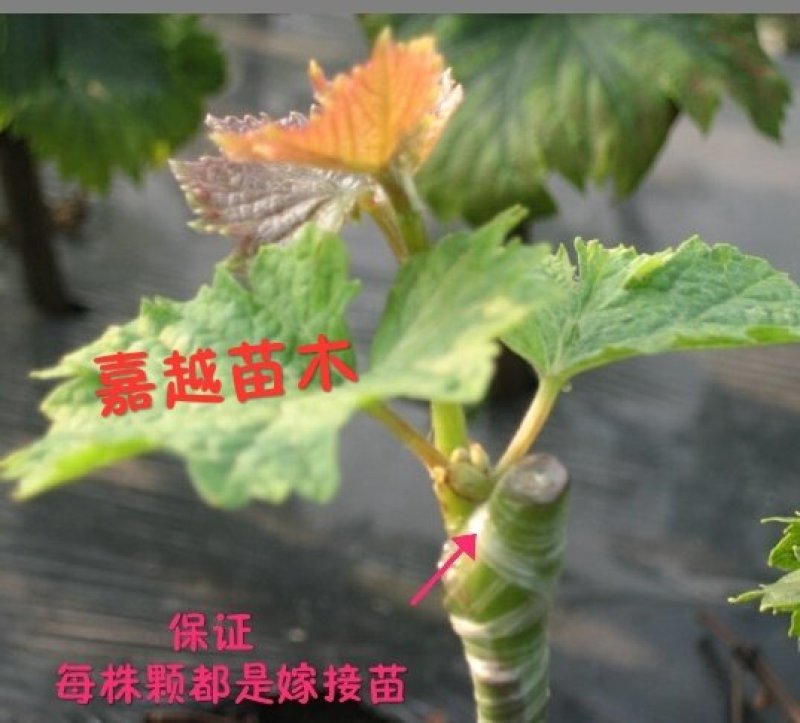 葡萄苗摩尔多瓦种苗基地直达，现挖现卖