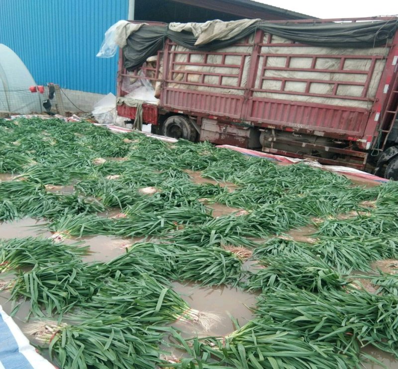 优质红根蒜苗，颜色鲜亮，翠绿，基地直供，量大从优，欢迎选
