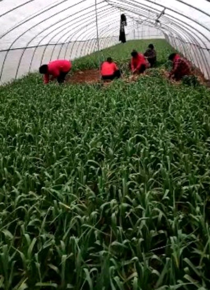 优质红根蒜苗，颜色鲜亮，翠绿，基地直供，量大从优，欢迎选