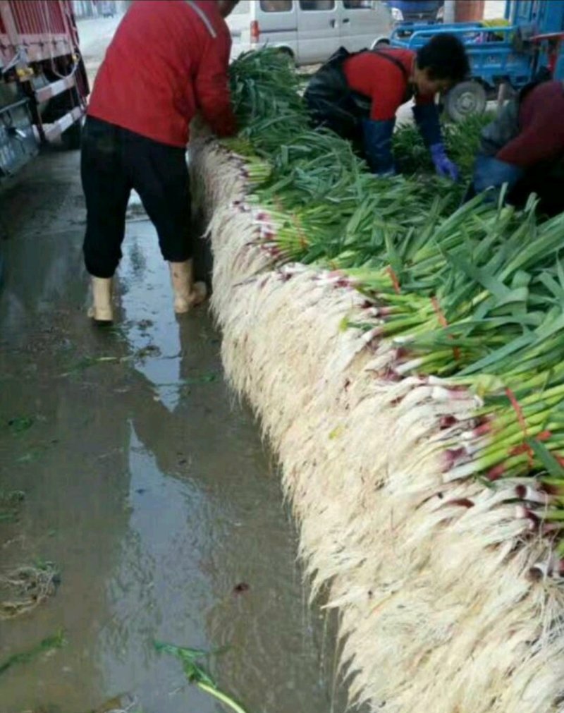 优质红根蒜苗，颜色鲜亮，翠绿，基地直供，量大从优，欢迎选