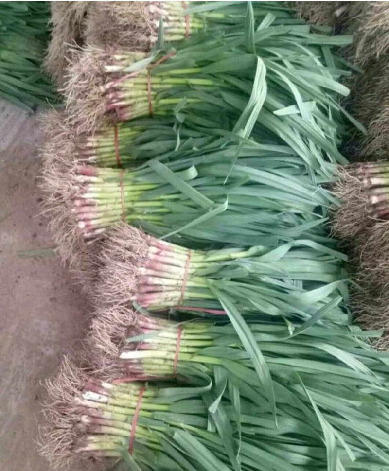 优质红根蒜苗，颜色鲜亮，翠绿，基地直供，量大从优，欢迎选