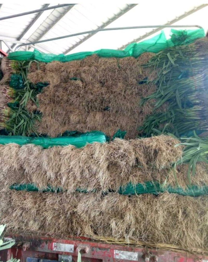 优质红根蒜苗，颜色鲜亮，翠绿，基地直供，量大从优，欢迎选