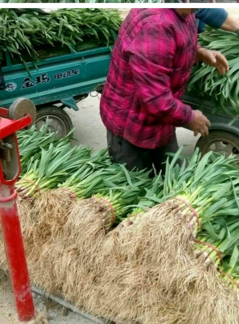 优质红根蒜苗，颜色鲜亮，翠绿，基地直供，量大从优，欢迎选
