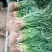 优质红根蒜苗，颜色鲜亮，翠绿，基地直供，量大从优，欢迎选