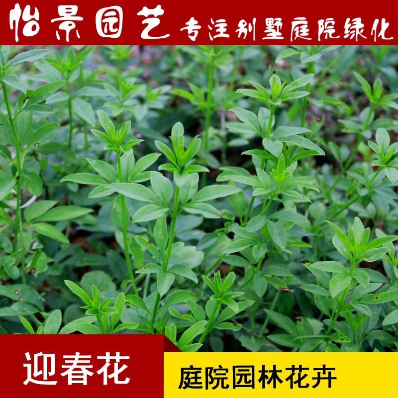 迎春花迎夏花迎春花苗黄馨批发庭院绿化花卉园林绿化树苗