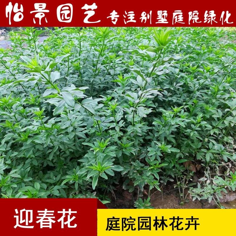 迎春花迎夏花迎春花苗黄馨批发庭院绿化花卉园林绿化树苗