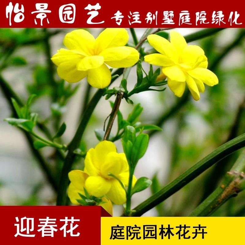 迎春花迎夏花迎春花苗黄馨批发庭院绿化花卉园林绿化树苗