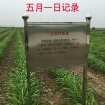 黄花菜种苗