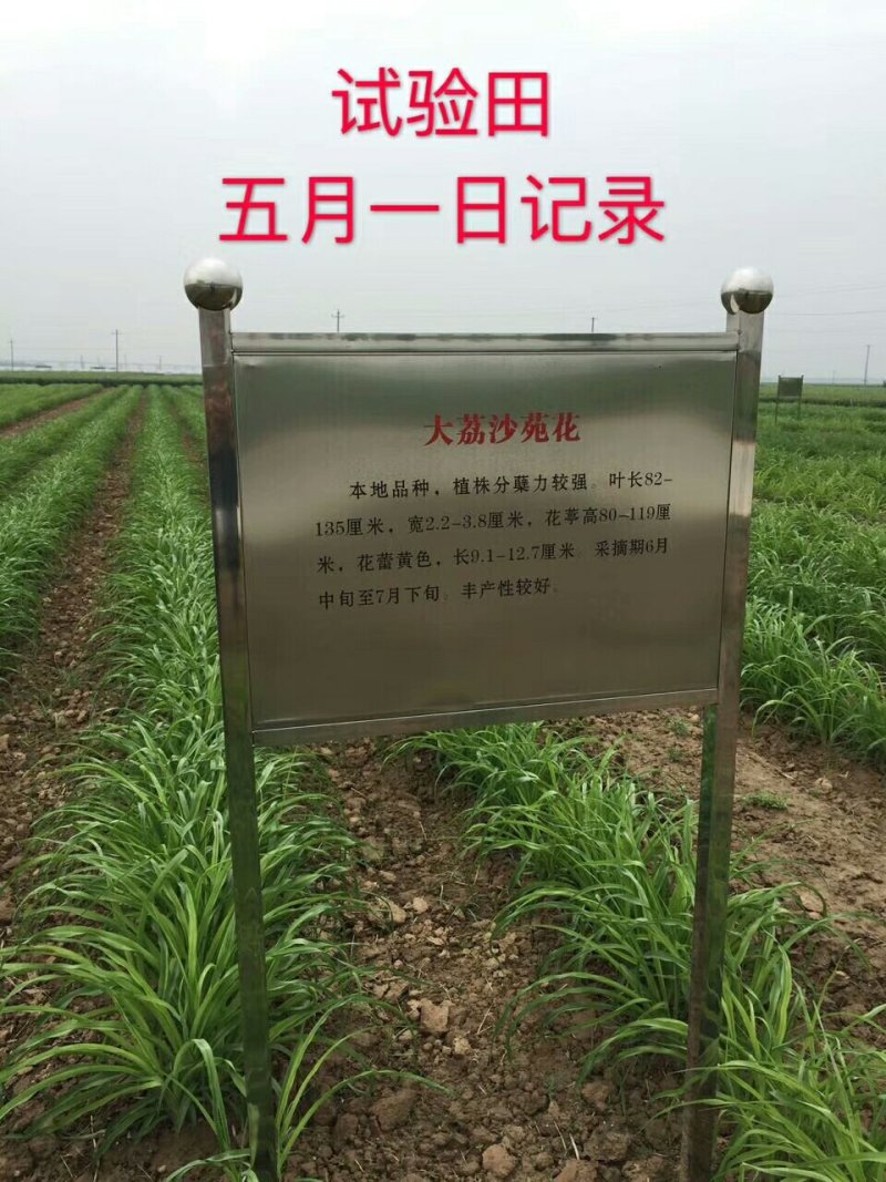 黄花菜种苗