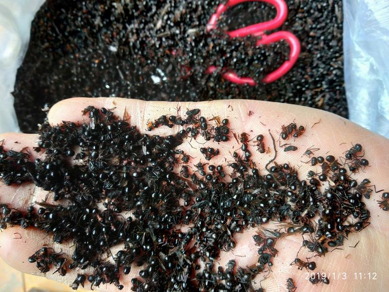 正宗贵州特产昆虫类特种养殖泡酒食用野生精品大黑蚂蚁干货