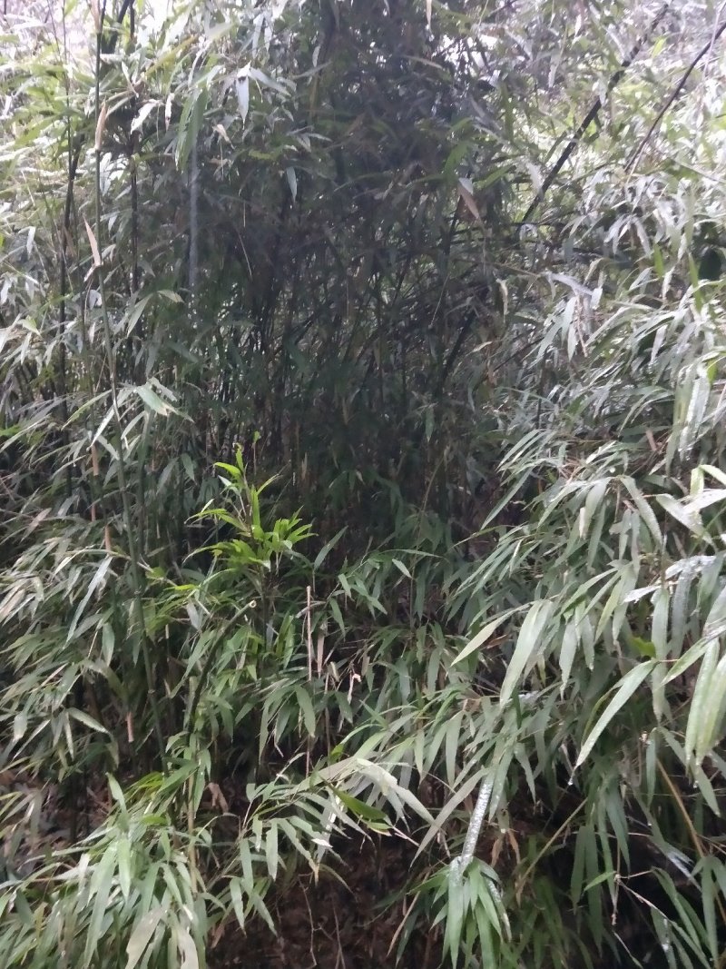 竹子（熊猫竹）~~~