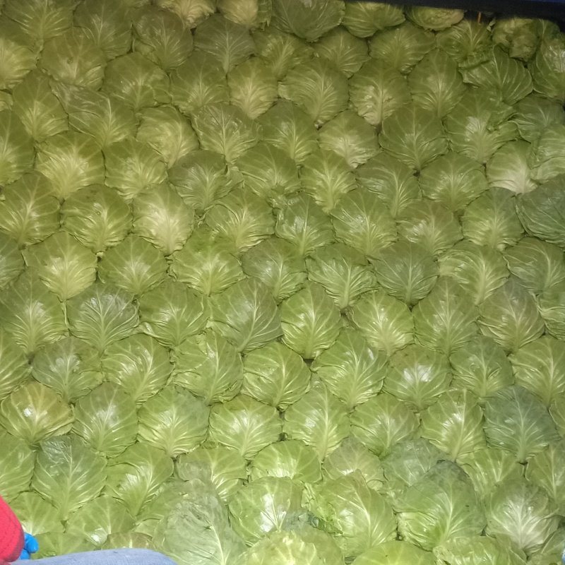 恒绿25甘蓝，颜色好看个头均匀，宣度刚好全部大棚菜。