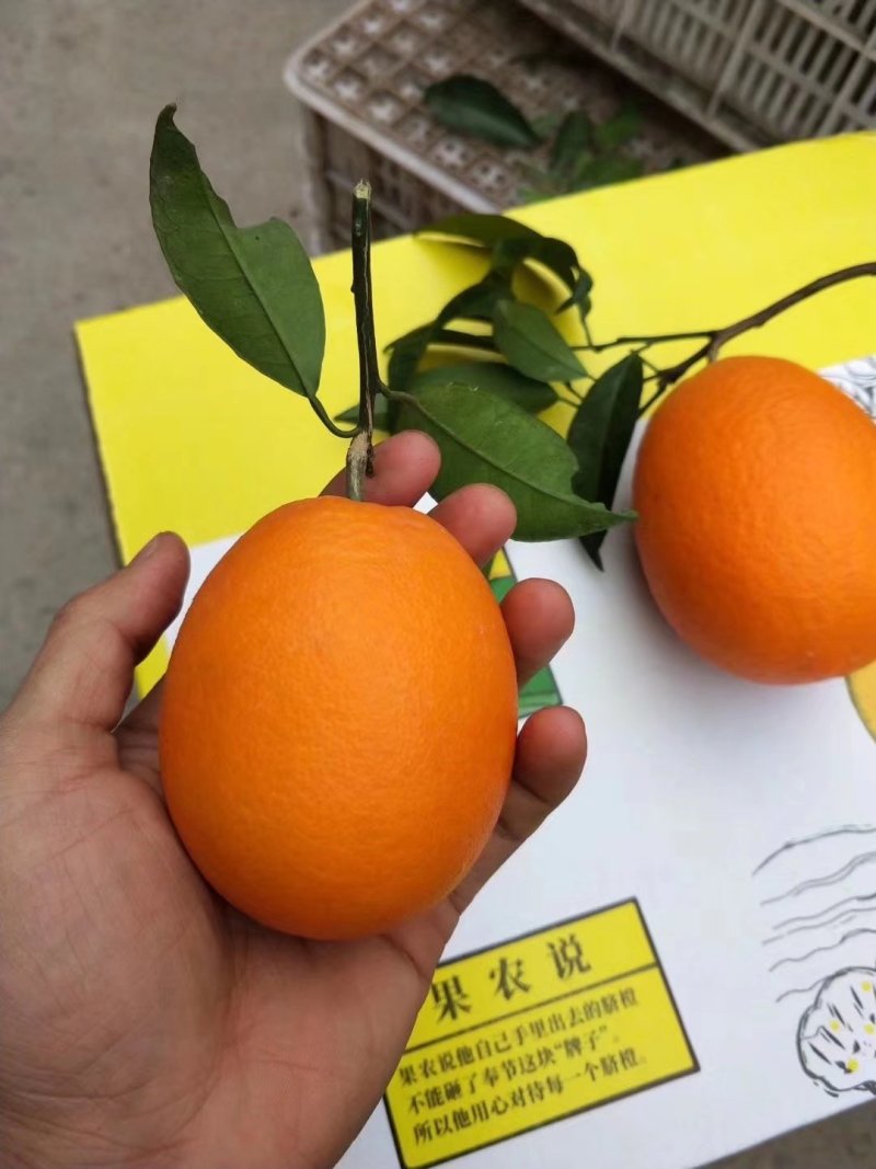 72-1奉节脐橙~~~~~~~~~~耐储存