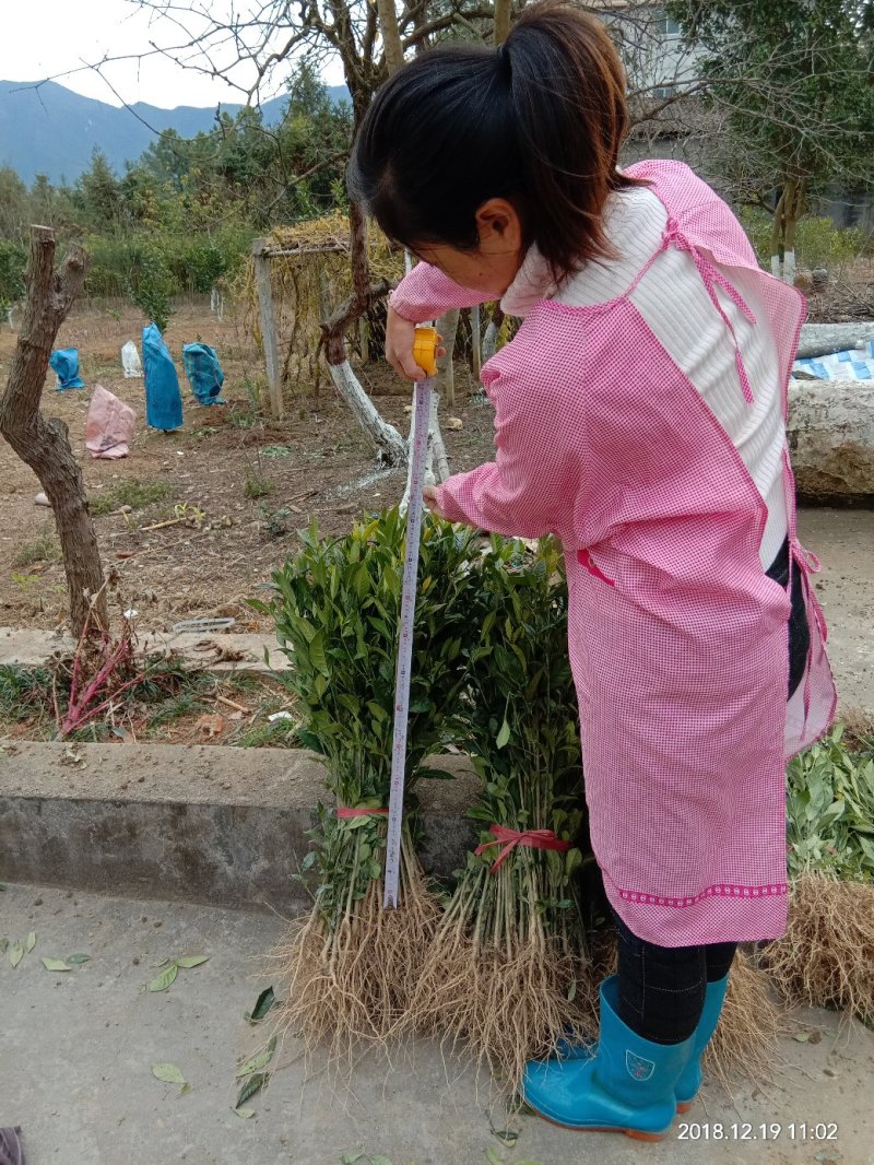 黄栀子苗药用栀子花苗大叶中叶小叶一年苗两年苗三年苗