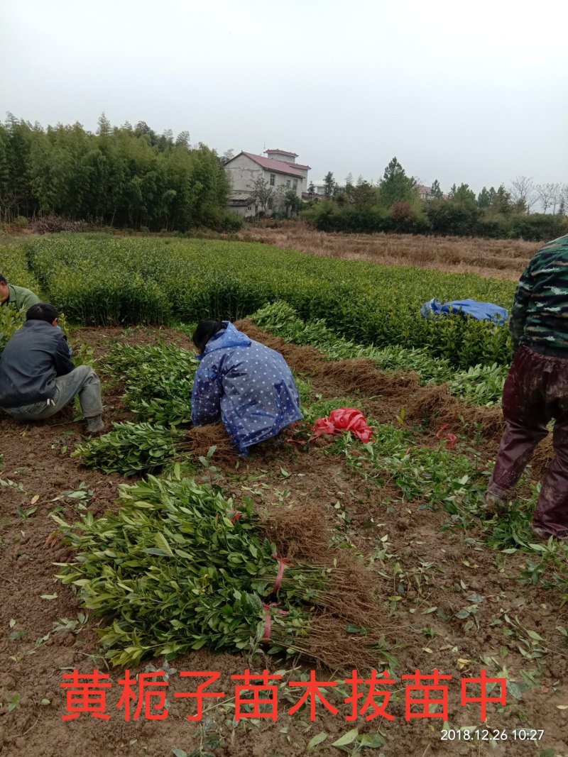 黄栀子苗药用栀子花苗大叶中叶小叶一年苗两年苗三年苗