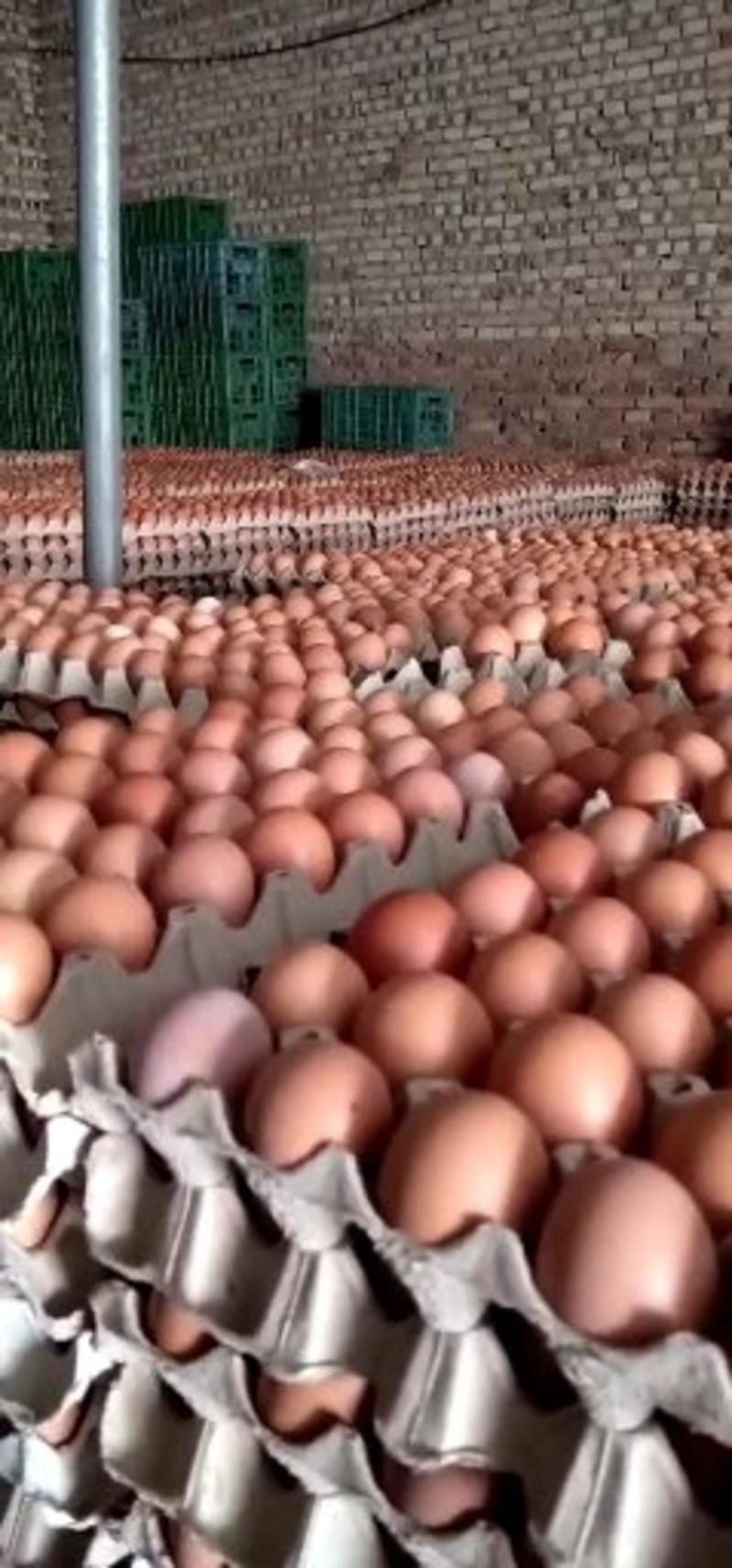红蛋中码（每天10000斤左右）