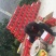 奉节脐橙～礼盒装，正宗原产地鲜香纯甜橙纽荷尔