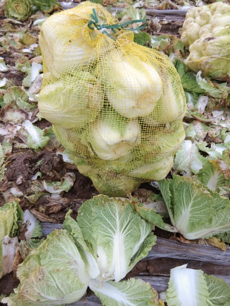 娃娃菜～大小娃娃菜，半毛菜，产地直供，货源充足，代发全国