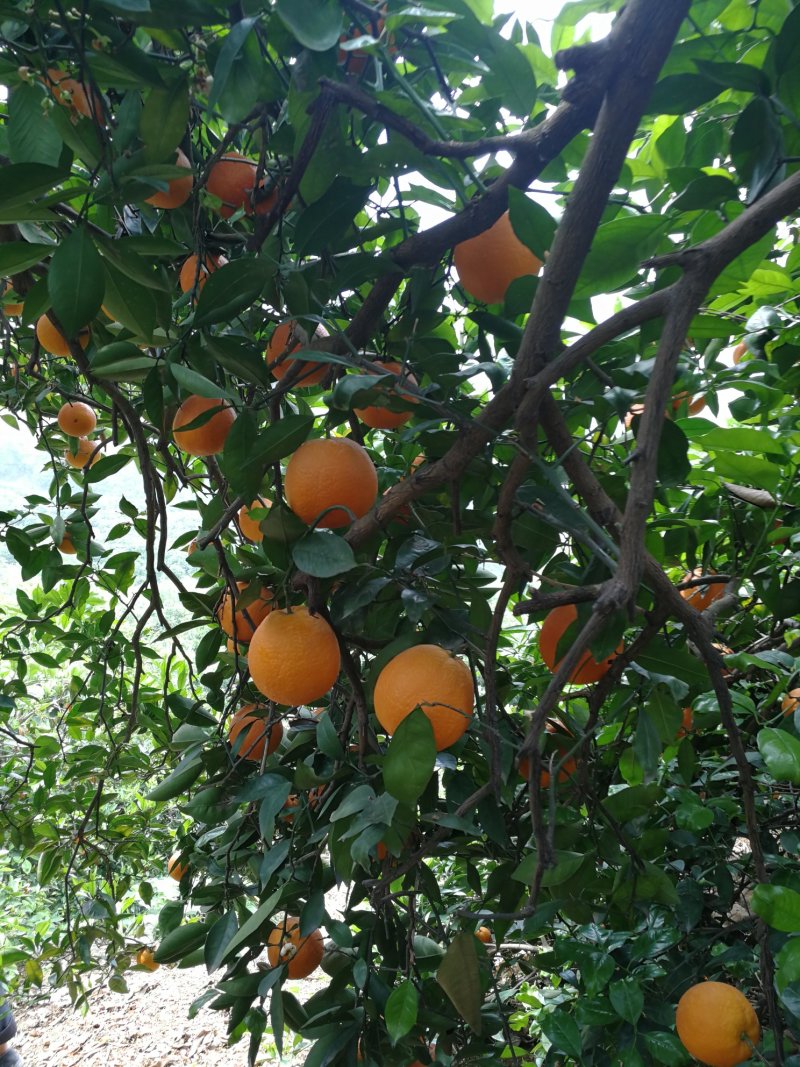 纯甜奉节脐橙，72-1，正宗脐橙，甜橙柴老汉关华水果