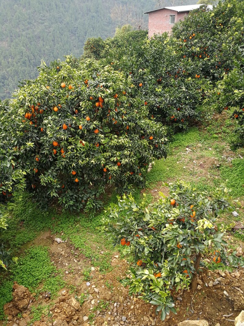 纯甜奉节脐橙，72-1，正宗脐橙，甜橙柴老汉关华水果
