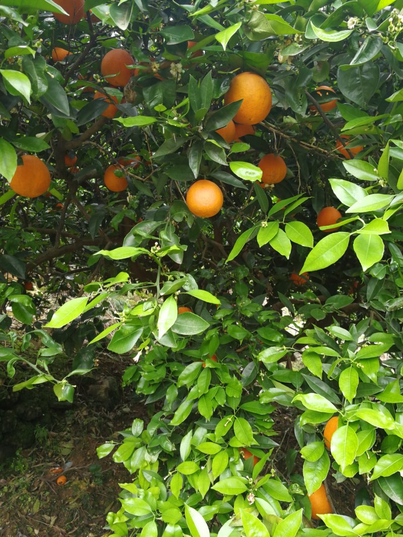 纯甜奉节脐橙，72-1，正宗脐橙，甜橙柴老汉关华水果