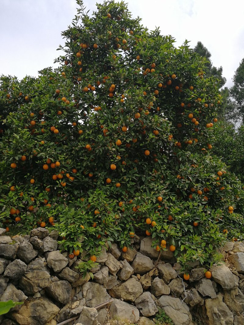 纯甜奉节脐橙，72-1，正宗脐橙，甜橙柴老汉关华水果