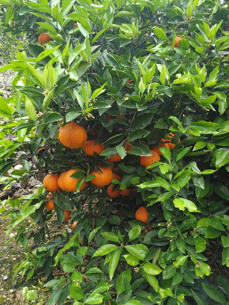 纯甜奉节脐橙，72-1，正宗脐橙，甜橙柴老汉关华水果