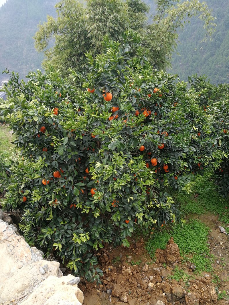 纯甜奉节脐橙，72-1，正宗脐橙，甜橙柴老汉关华水果