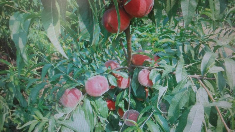 玉妃桃脆甜好吃不用套袋基地发货保湿邮寄！山东泰山区