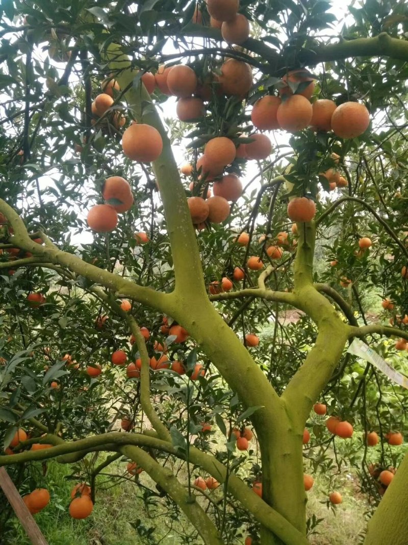自家果园硬芦结子满满的果香。需要的可以找我一手货源，