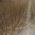玉妃桃脆甜好吃不用套袋基地发货保湿邮寄！山东泰山区