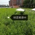 玉妃桃脆甜好吃不用套袋基地发货保湿邮寄！山东泰山区