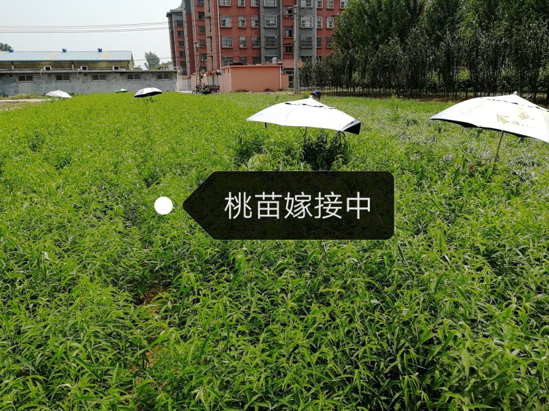 玉妃桃脆甜好吃不用套袋基地发货保湿邮寄！山东泰山区