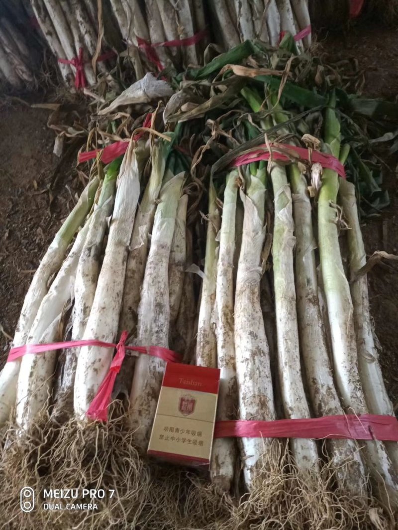 大葱，精品大葱，高盘大葱，长白大葱，基地大葱