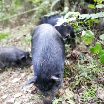 特色香猪西林、青海、甘肃藏香猪