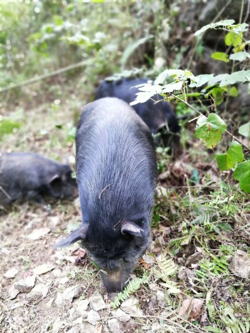 特色香猪西林、青海、甘肃藏香猪