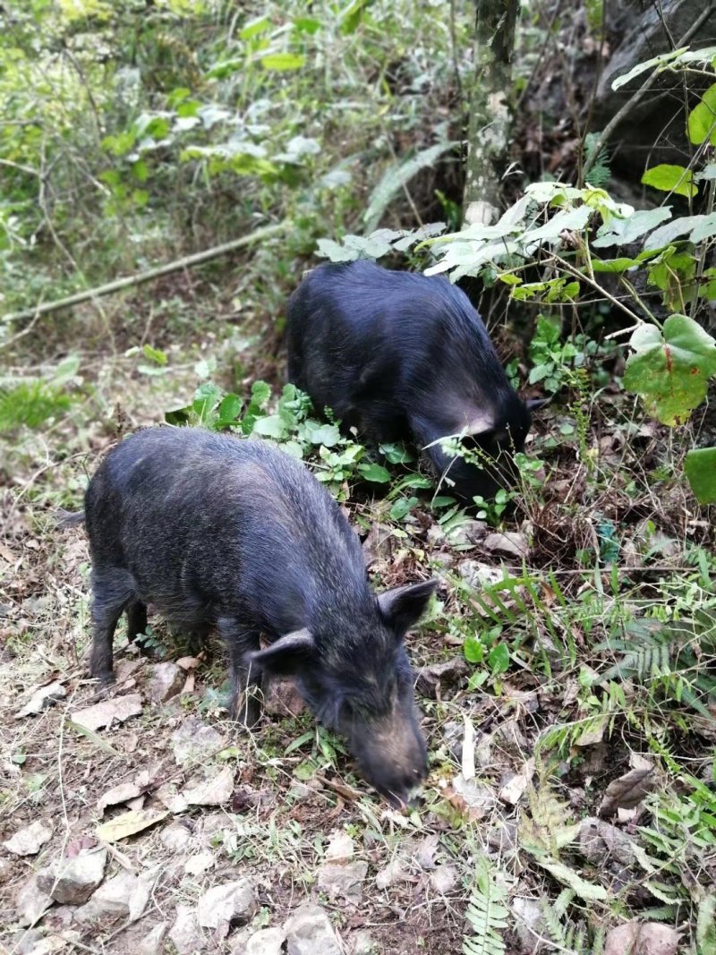 特色香猪西林、青海、甘肃藏香猪