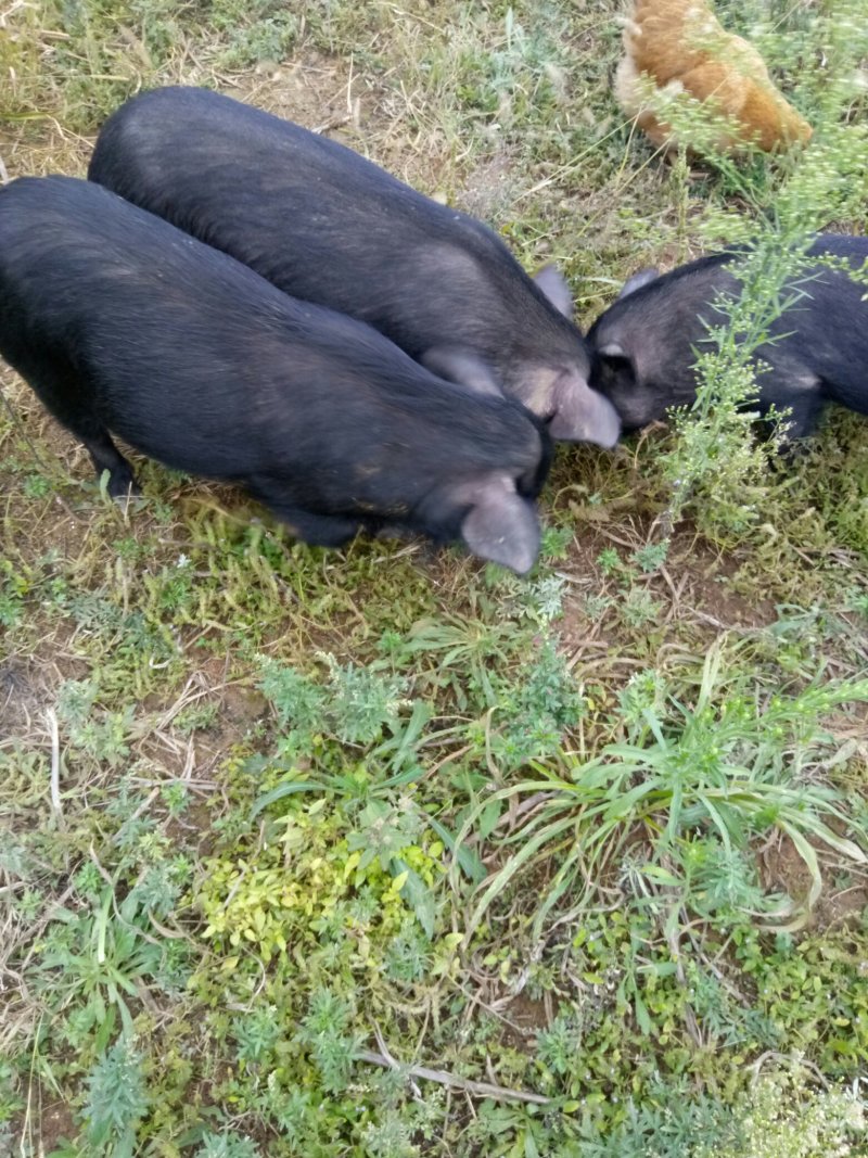 【热卖推荐藏香猪】全放养生长快杂食性强改良种出栏快