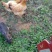 【热卖推荐藏香猪】全放养生长快杂食性强改良种出栏快