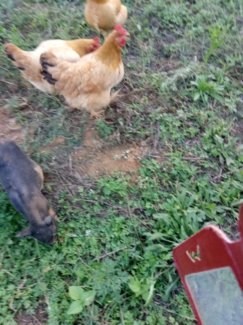 【热卖推荐藏香猪】全放养生长快杂食性强改良种出栏快