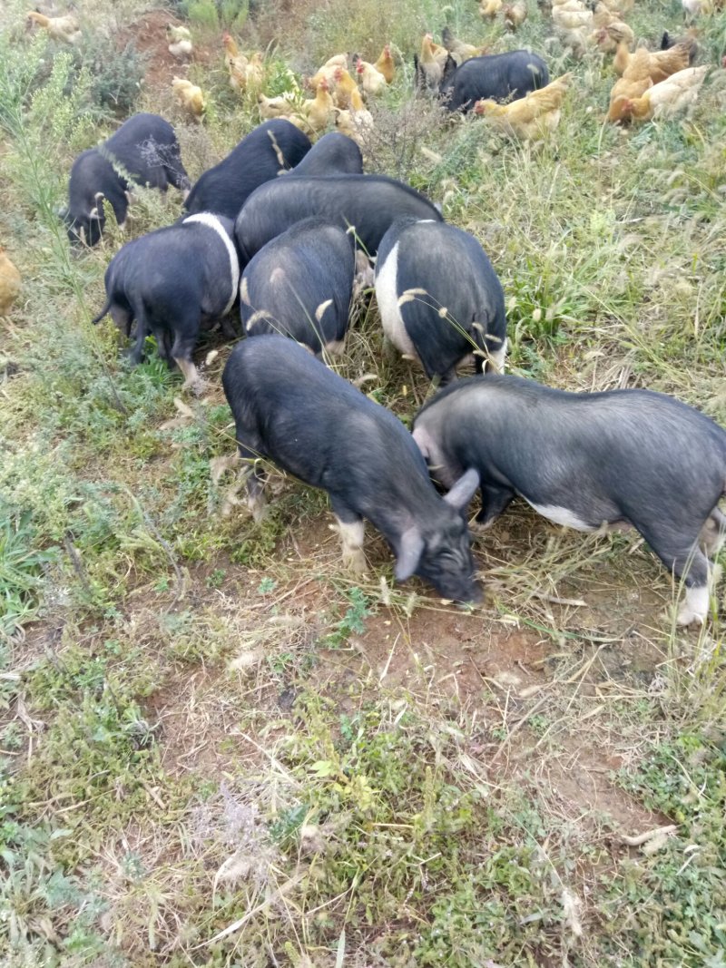 【热卖推荐藏香猪】全放养生长快杂食性强改良种出栏快