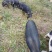 【热卖推荐藏香猪】全放养生长快杂食性强改良种出栏快