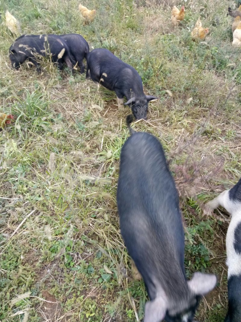 【热卖推荐藏香猪】全放养生长快杂食性强改良种出栏快