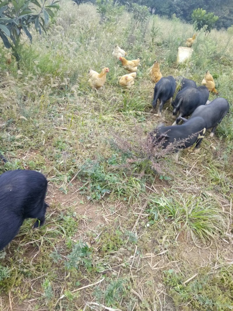 【热卖推荐藏香猪】全放养生长快杂食性强改良种出栏快