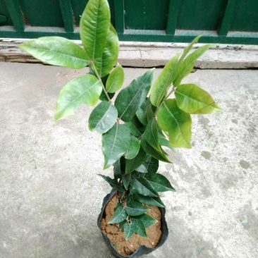 台湾引进艾斯卡嫁接树葡萄苗嘉宝果苗